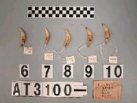 藏品(獸牙)的圖片